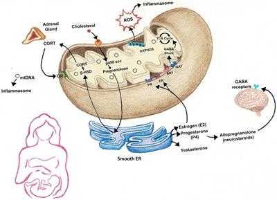 Mitochondrial might: powering the peripartum for risk and resilience